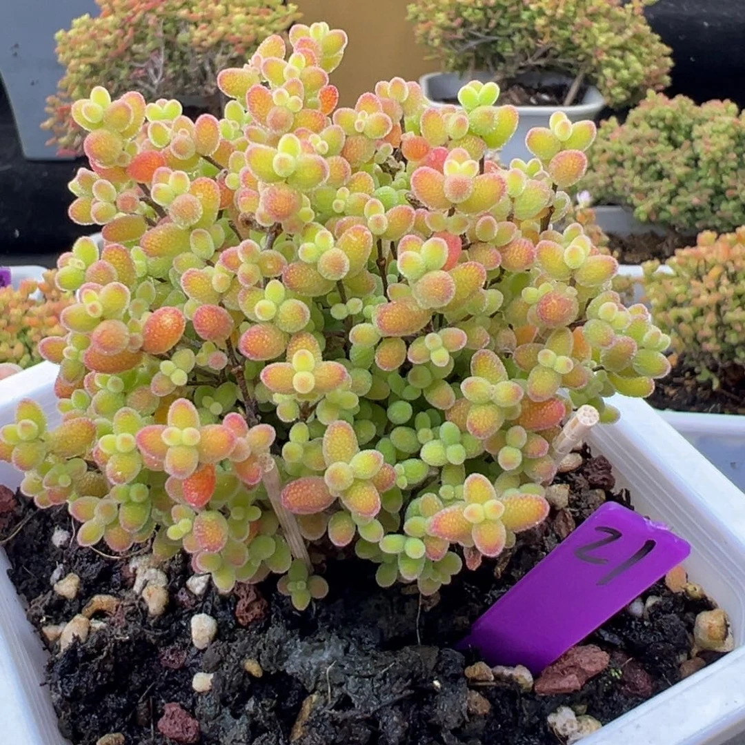 蜜橘糖球10cm盆21号