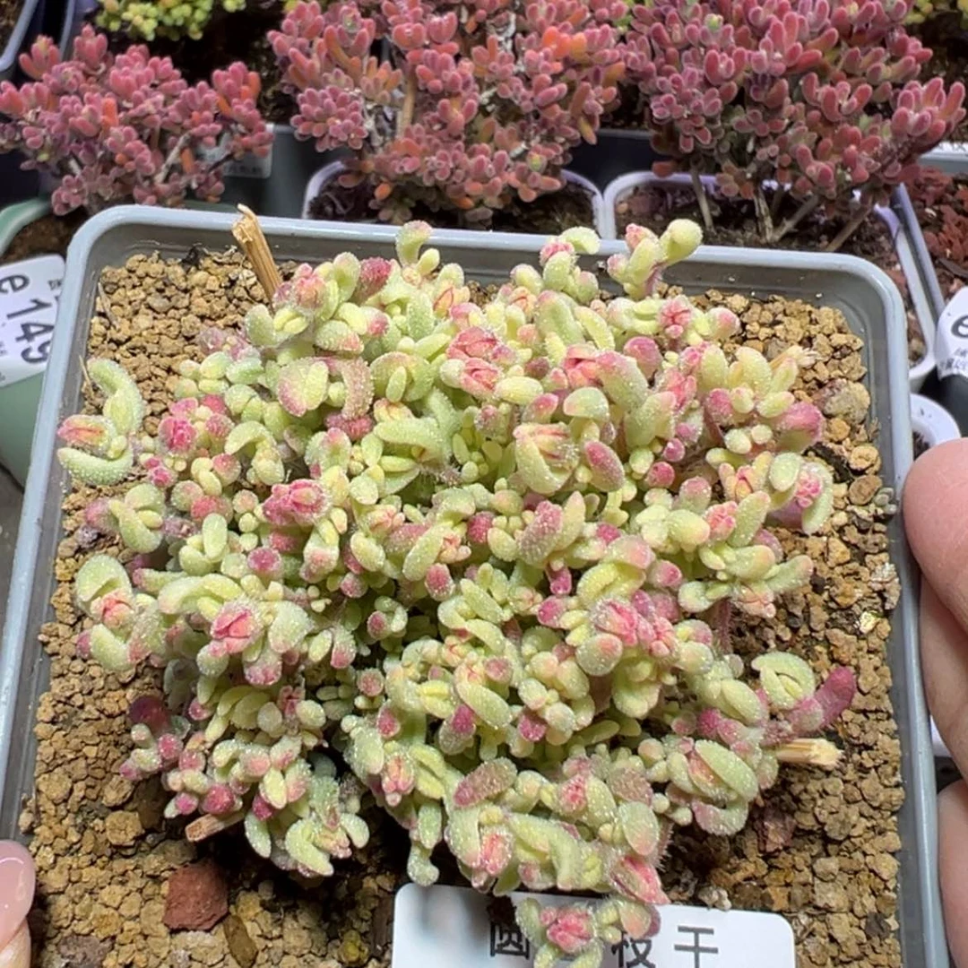 【闪购商品】e219三叉红宝石锦冠幅6cm