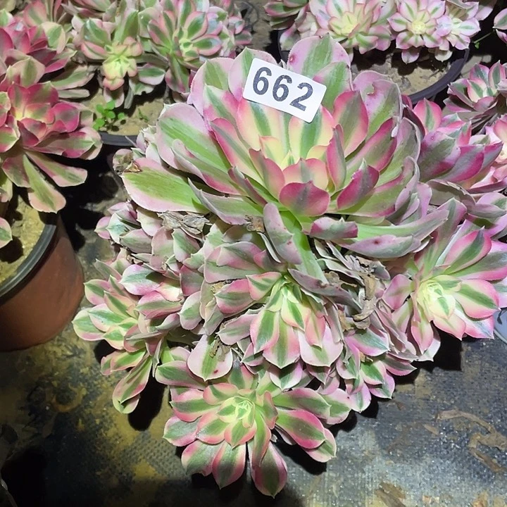 多肉植物法师662女巫
