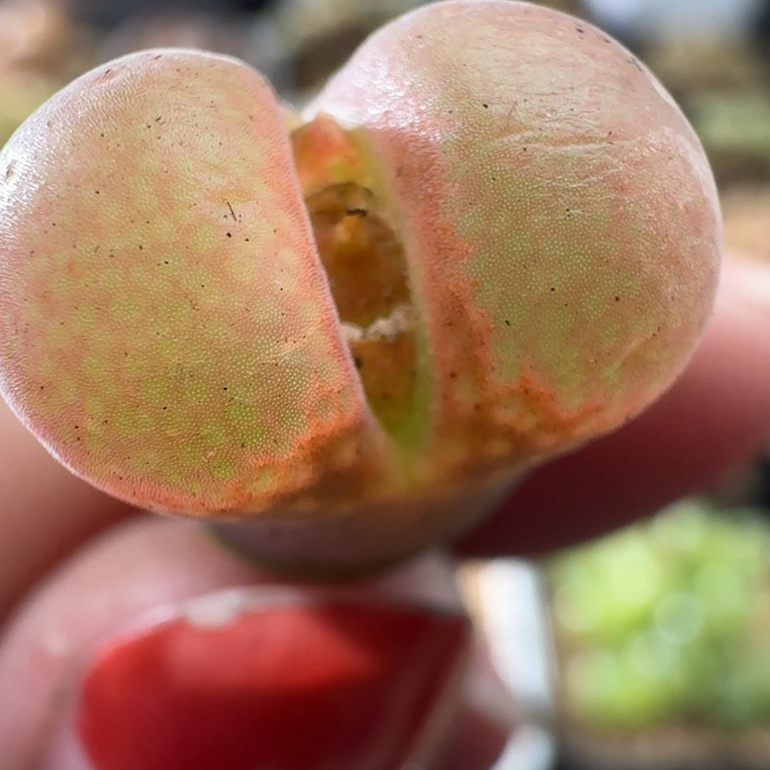 桃之夭夭灼灼其华 2371