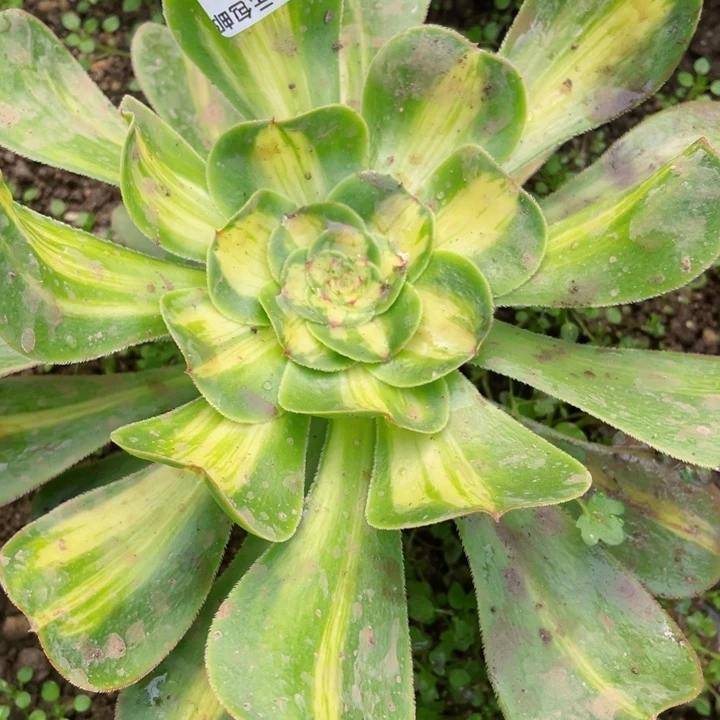 暖****)693暴君多肉12345678