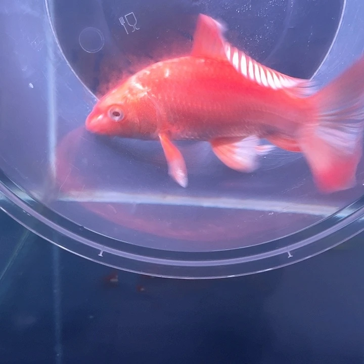 海水鱼啥***?哈哈哈哈哈哈哈