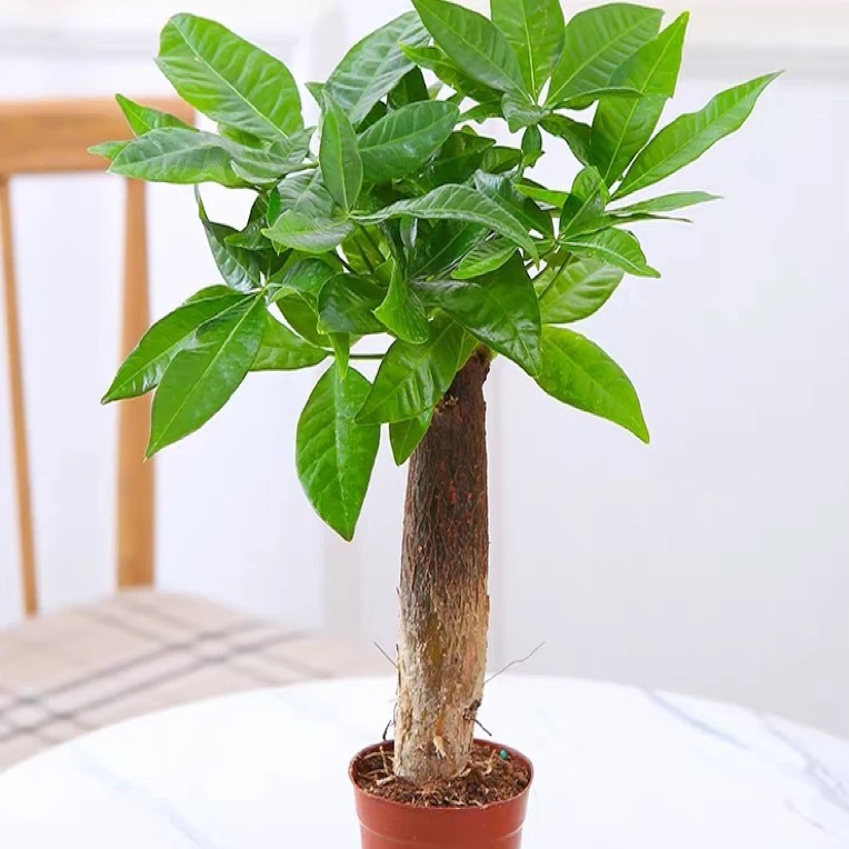 发财树盆栽室内外通用四季常青易活水培土培好养活绿植