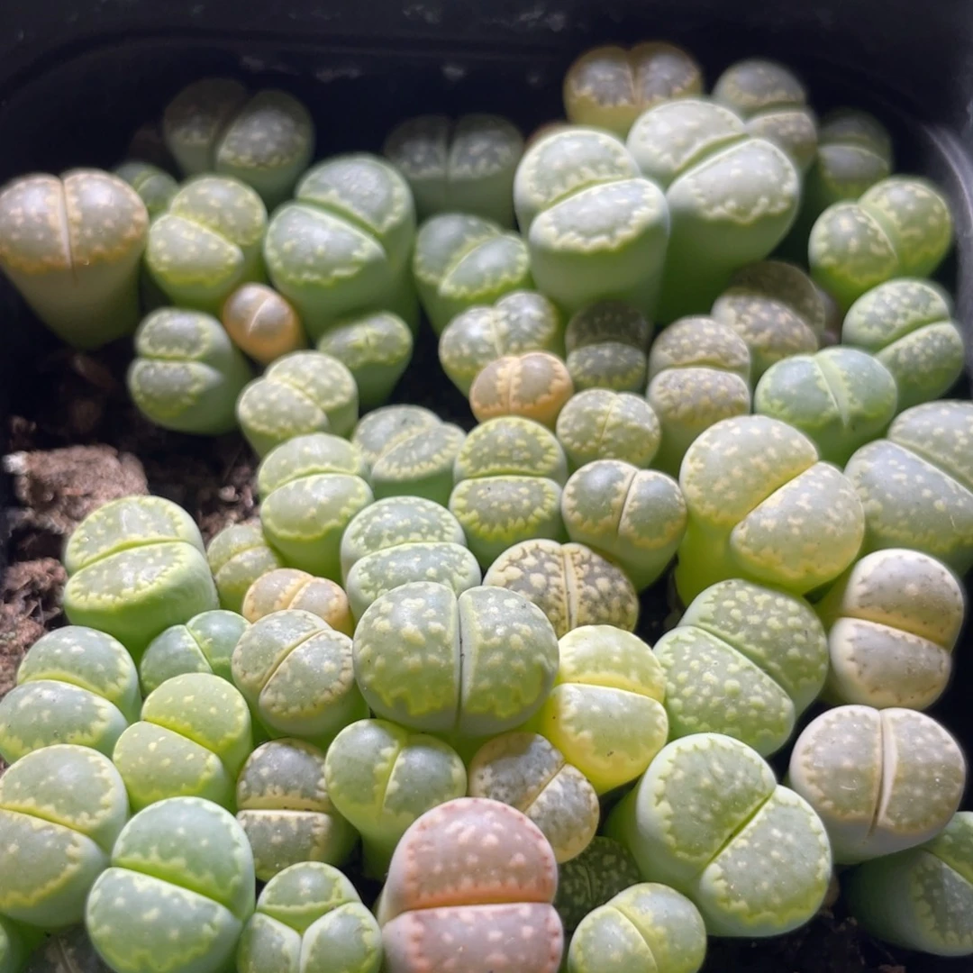 今晚大盆特价更新～22