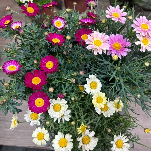 玛格丽特两盆两色带花苞发货底部黄叶是木质化