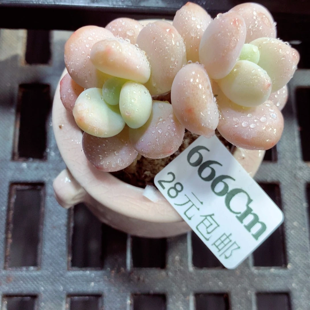 5厘米盆精控多肉666