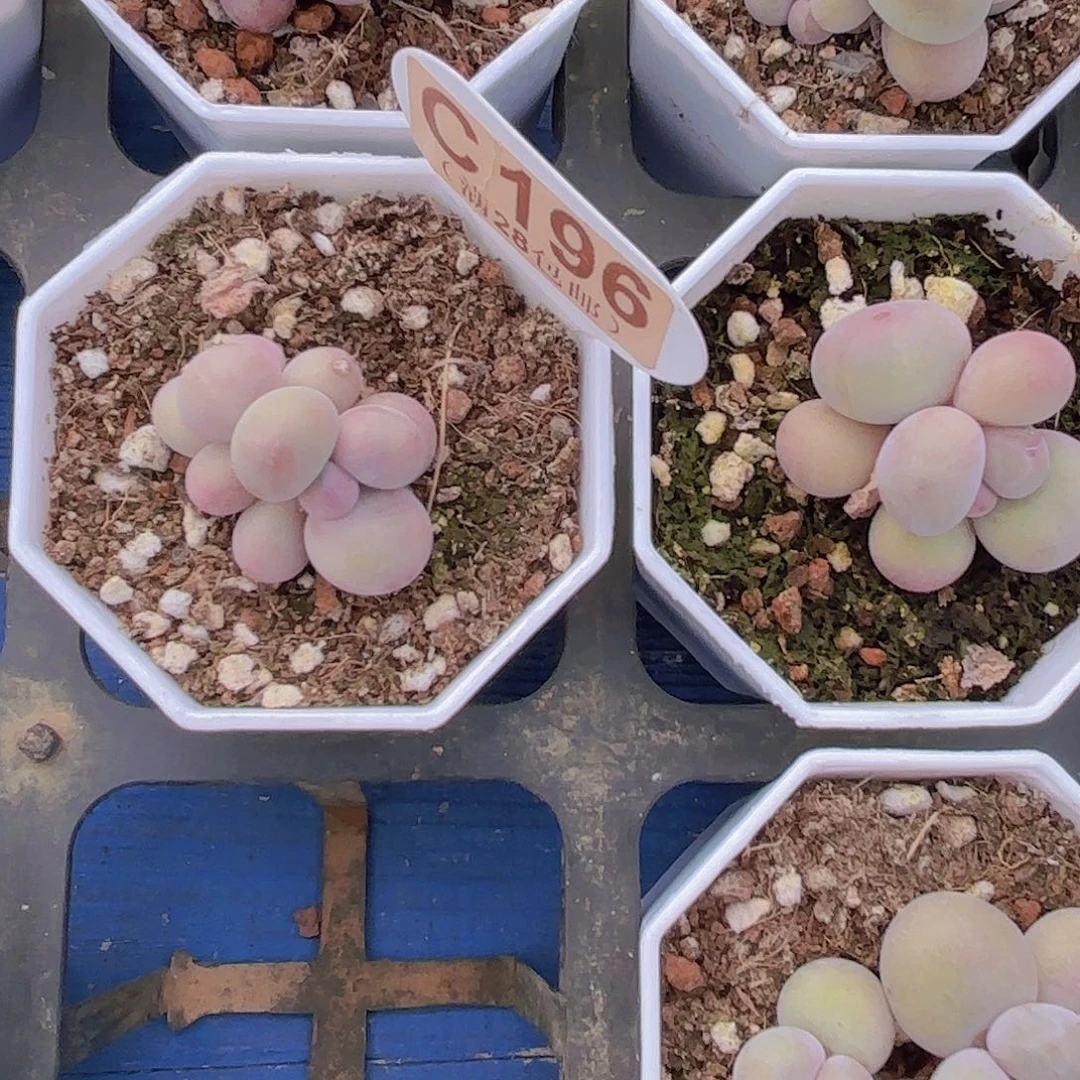 C196奶酪一物语拍