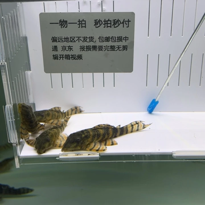 清道夫鱼红老虎397。 7-8.5cm。四条