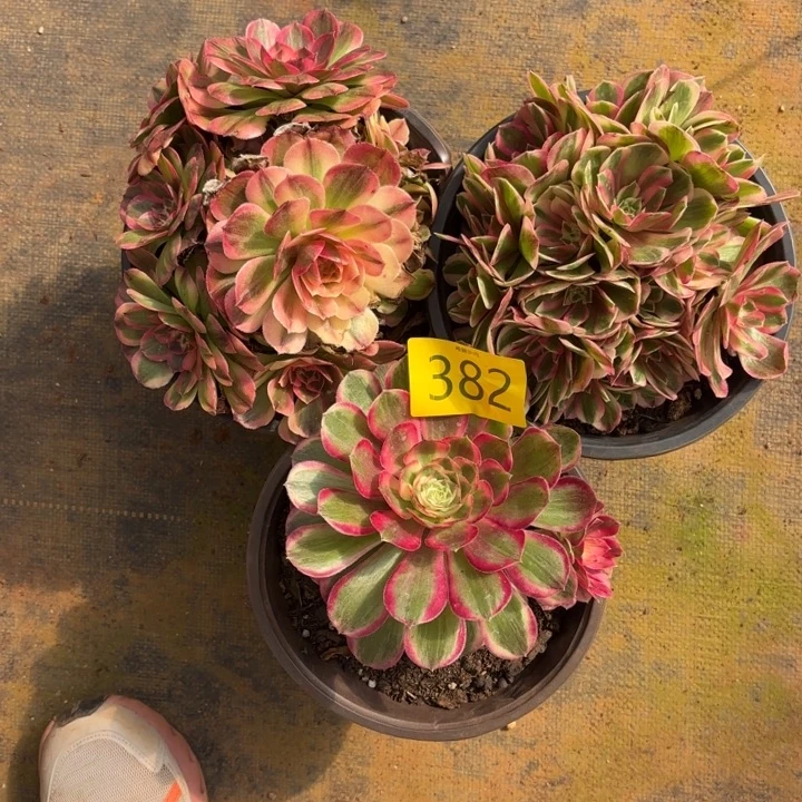 哈哈多肉葡萄福利382