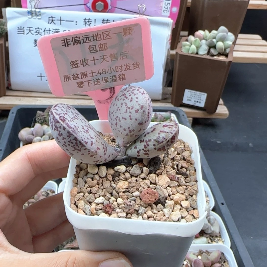368变量多肉植物