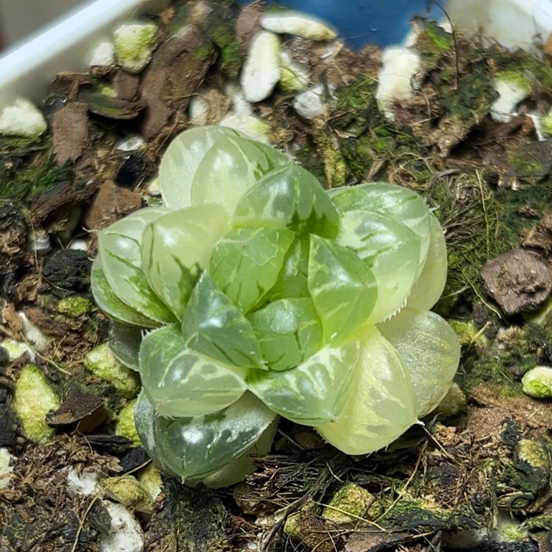 恭喜发财大吉大利656天线宝宝