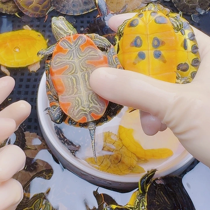 囧***三绿毛龟母222222222222