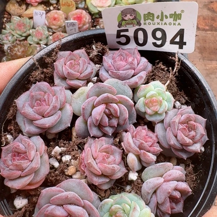 小****ღ多肉植物多肉植物
