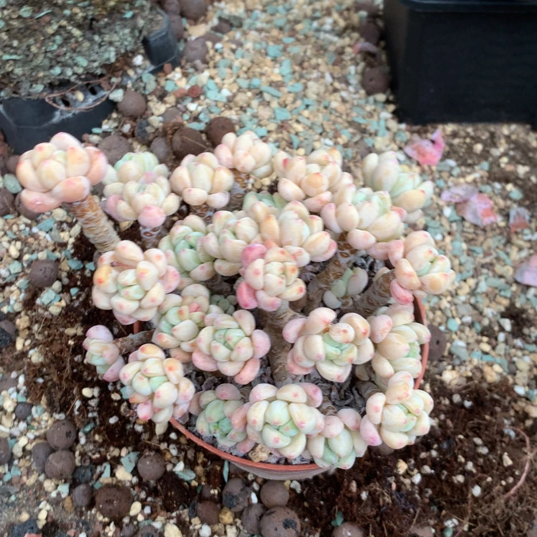 中饰演过三代一班少年