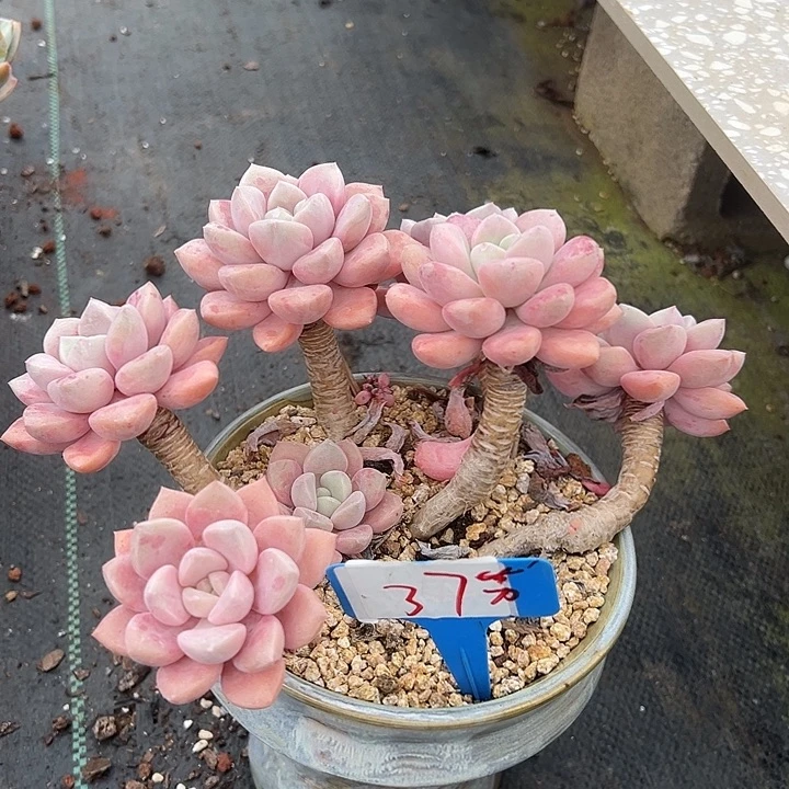37花伴侣带盆一个多肉