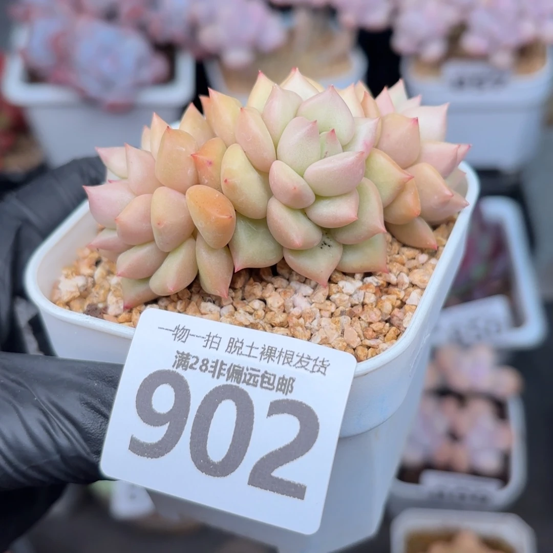 黄金象牙无盆土发货