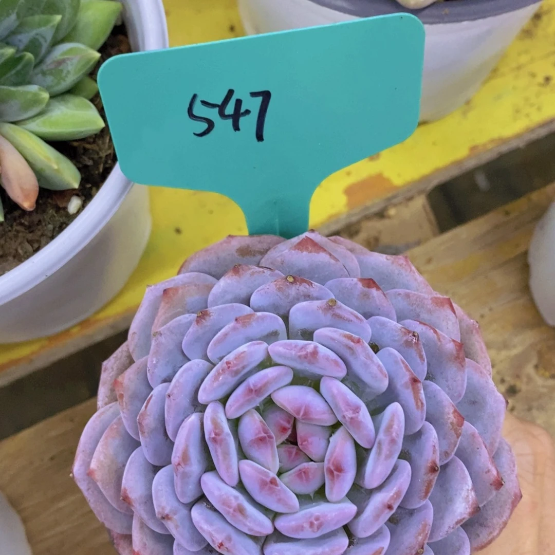 首播，开心多肉，一单包邮