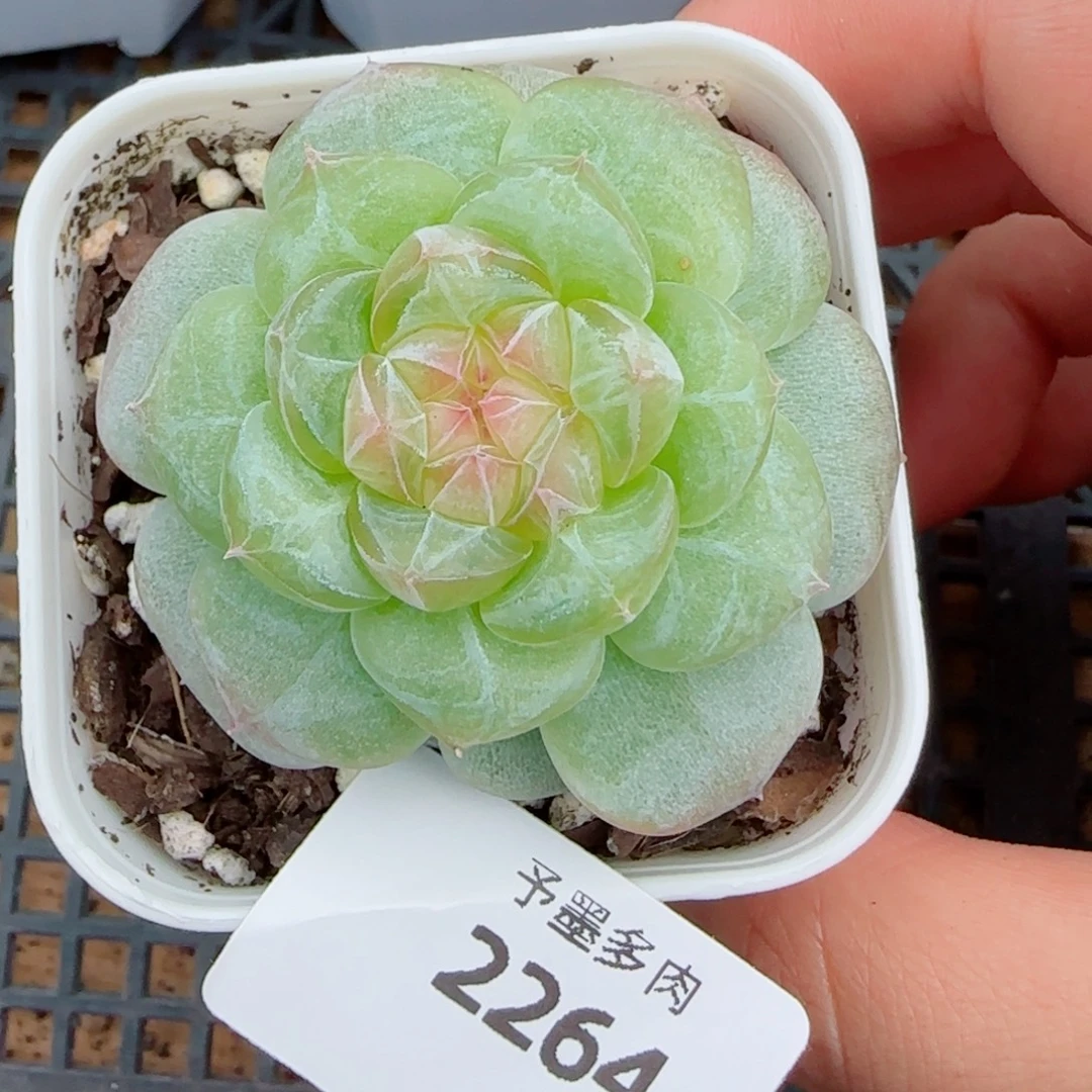 芝士，2264多肉植物
