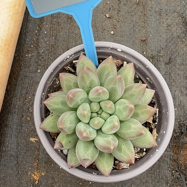 多肉植物一物一拍085