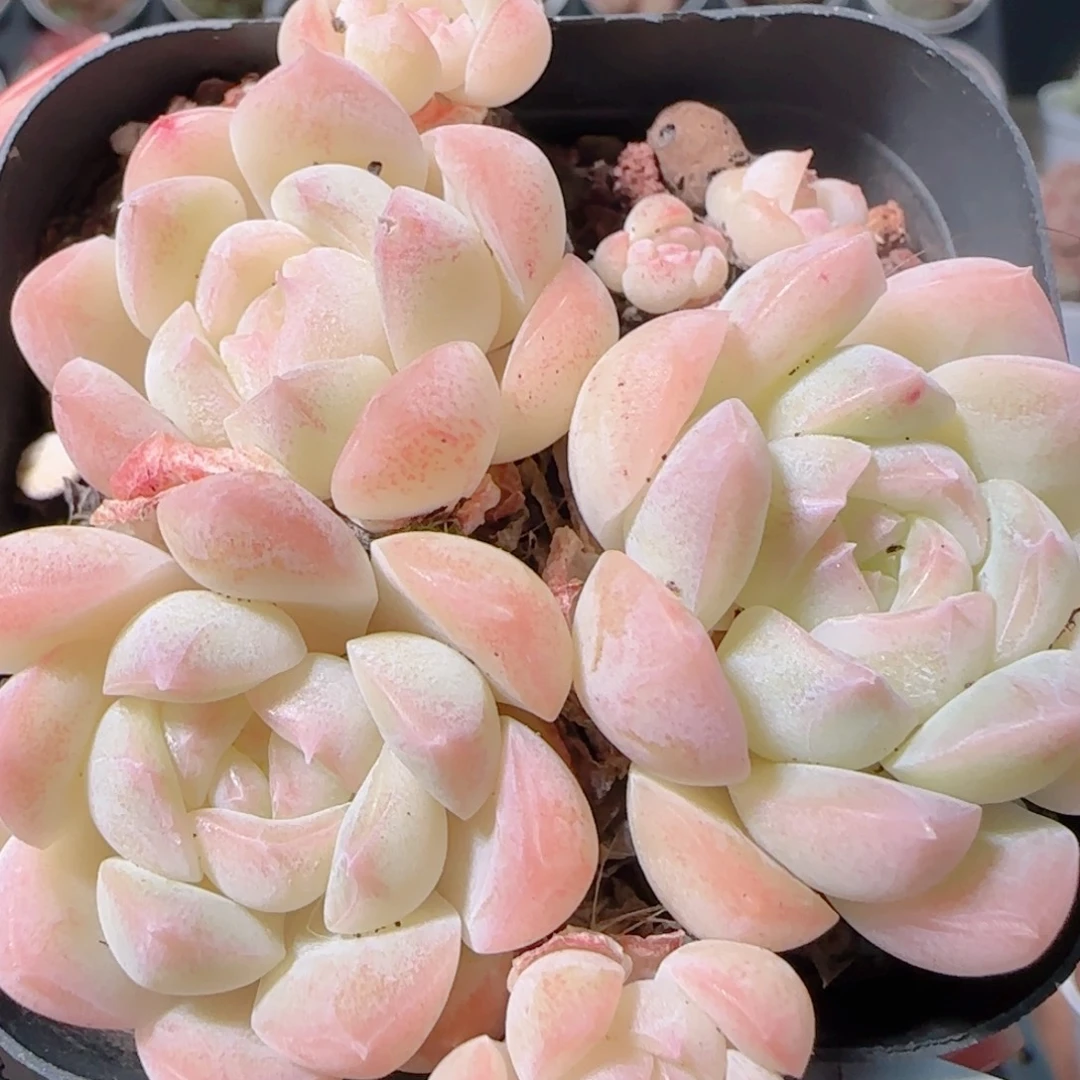 花语多肉1204-91溏心