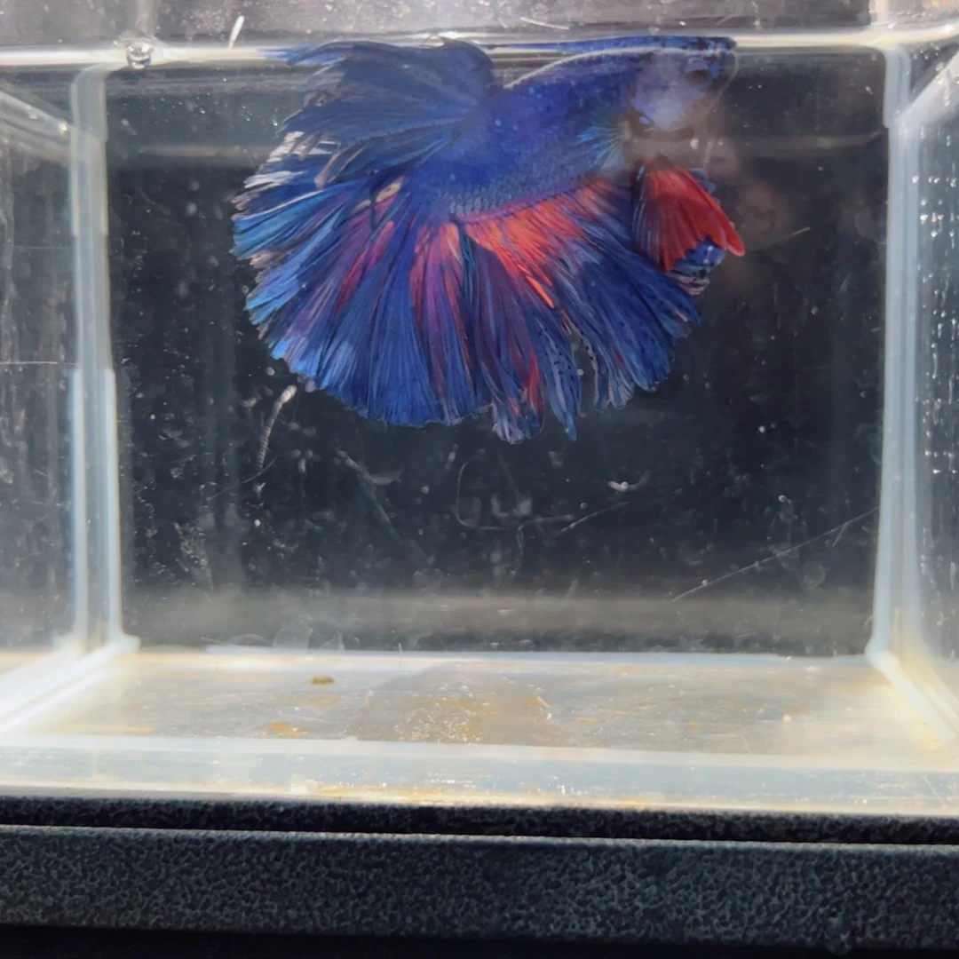 斗鱼浅色仙仙裙特殊尾
