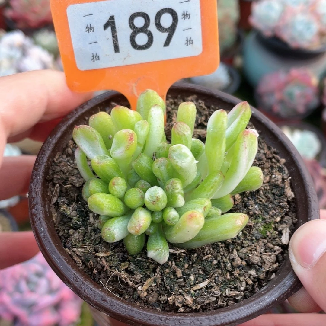 【闪购商品】唐*生189号