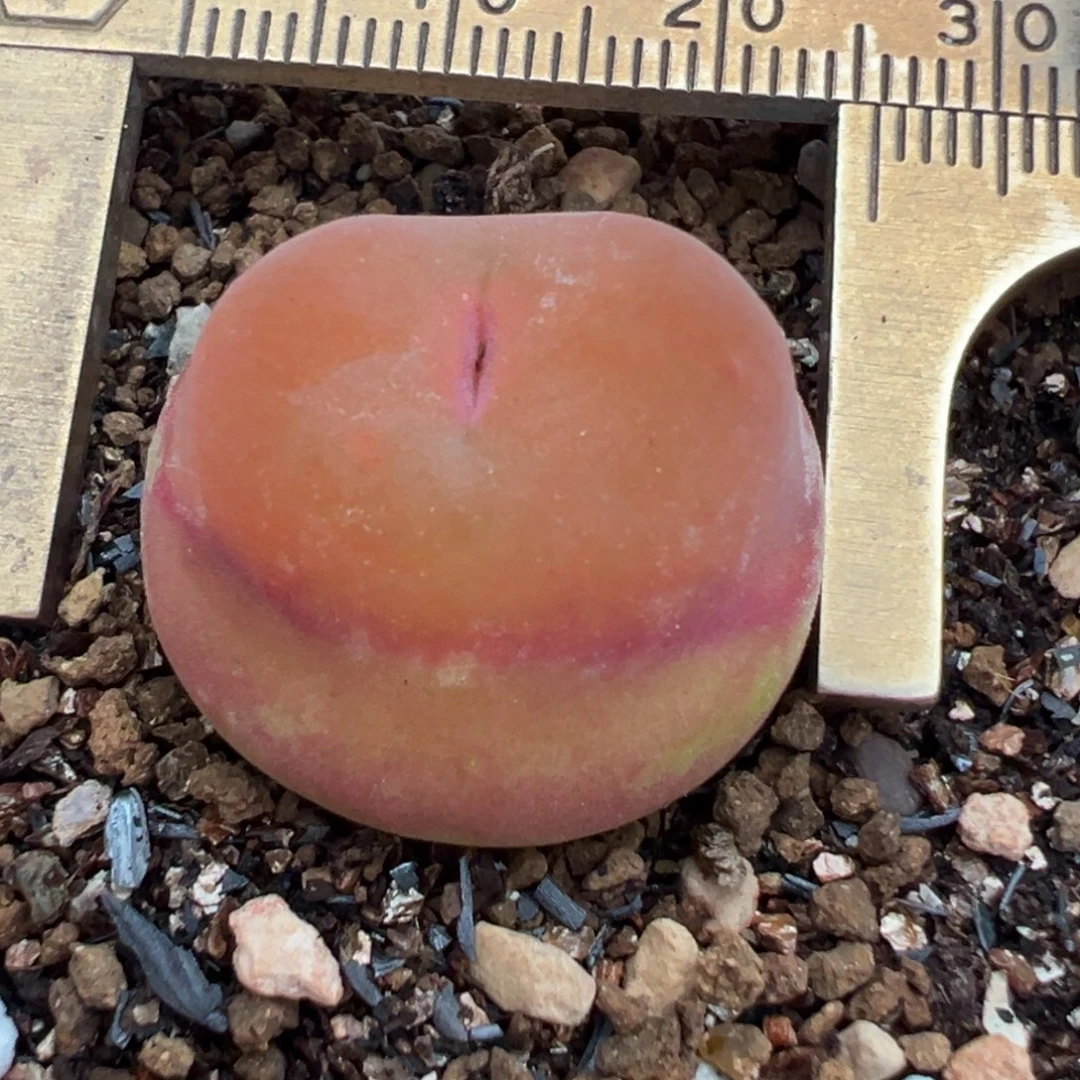 2.3厘米水蜜桃多肉植物带盆
