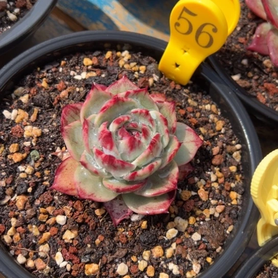 56惊鸿仙子 夏鸣园艺