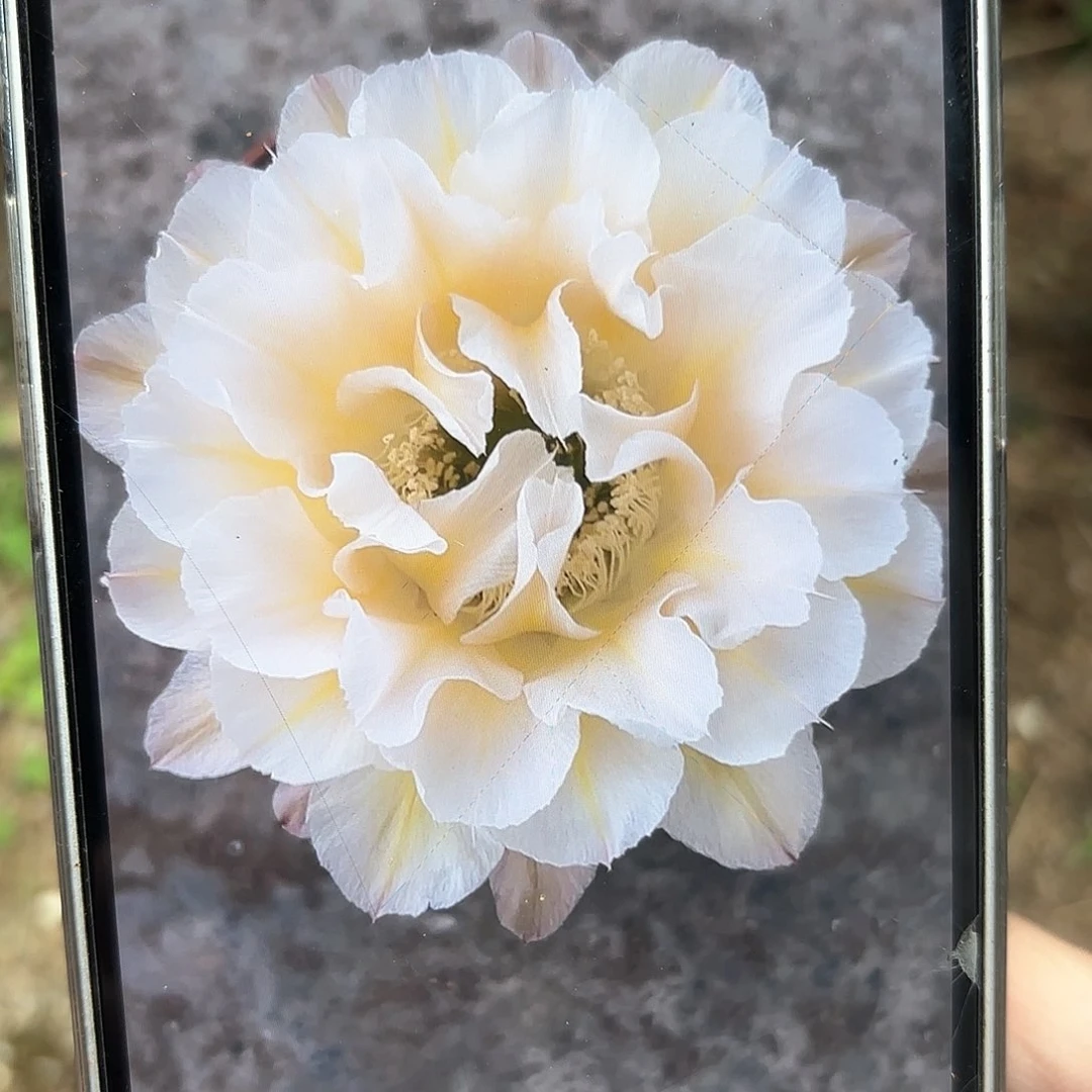 彩草13姨3-3.5公分侧牙