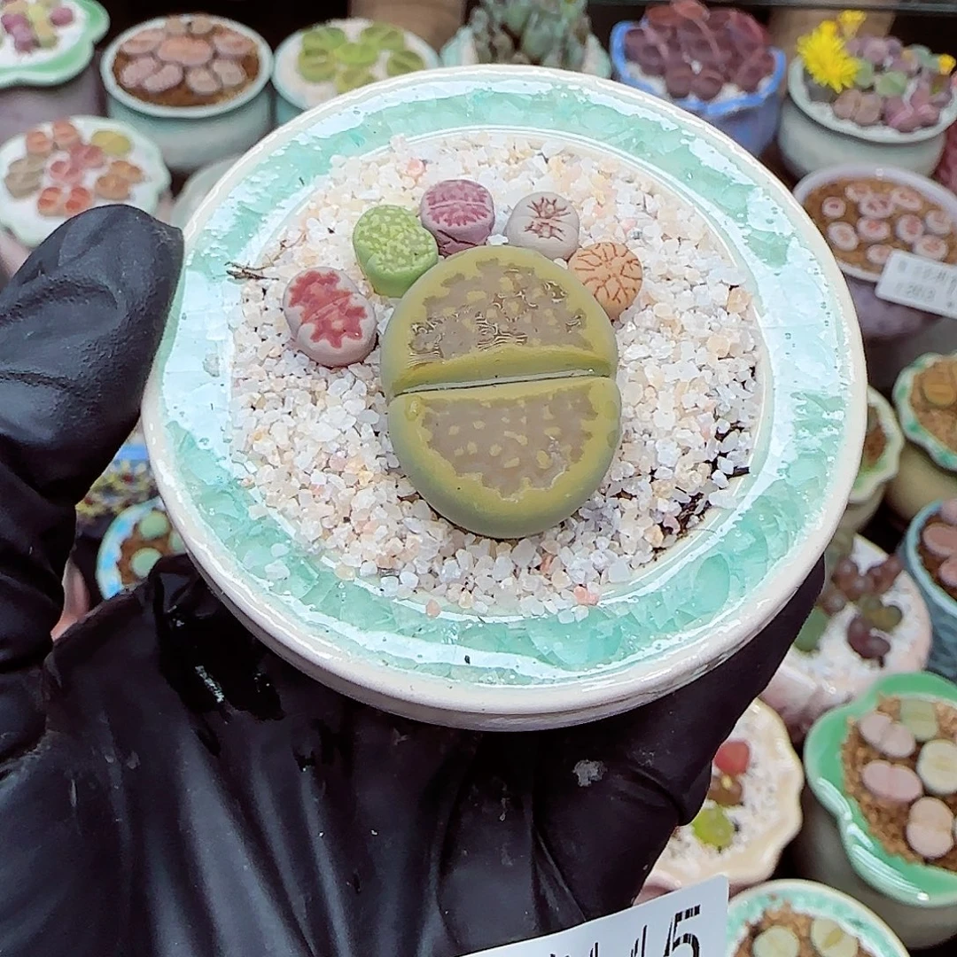 生石花满18包邮1203-145