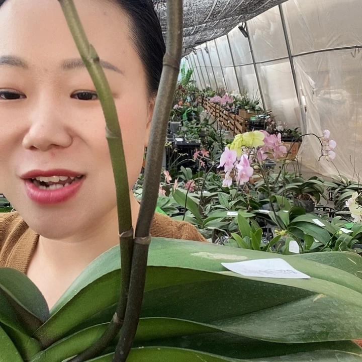 无花朵唯美蝴蝶兰
