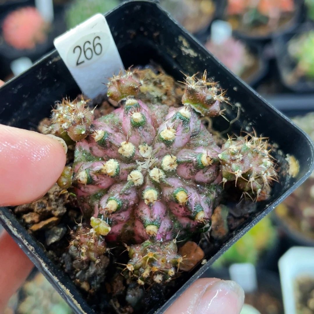 盆5公分满25包邮裸根发货