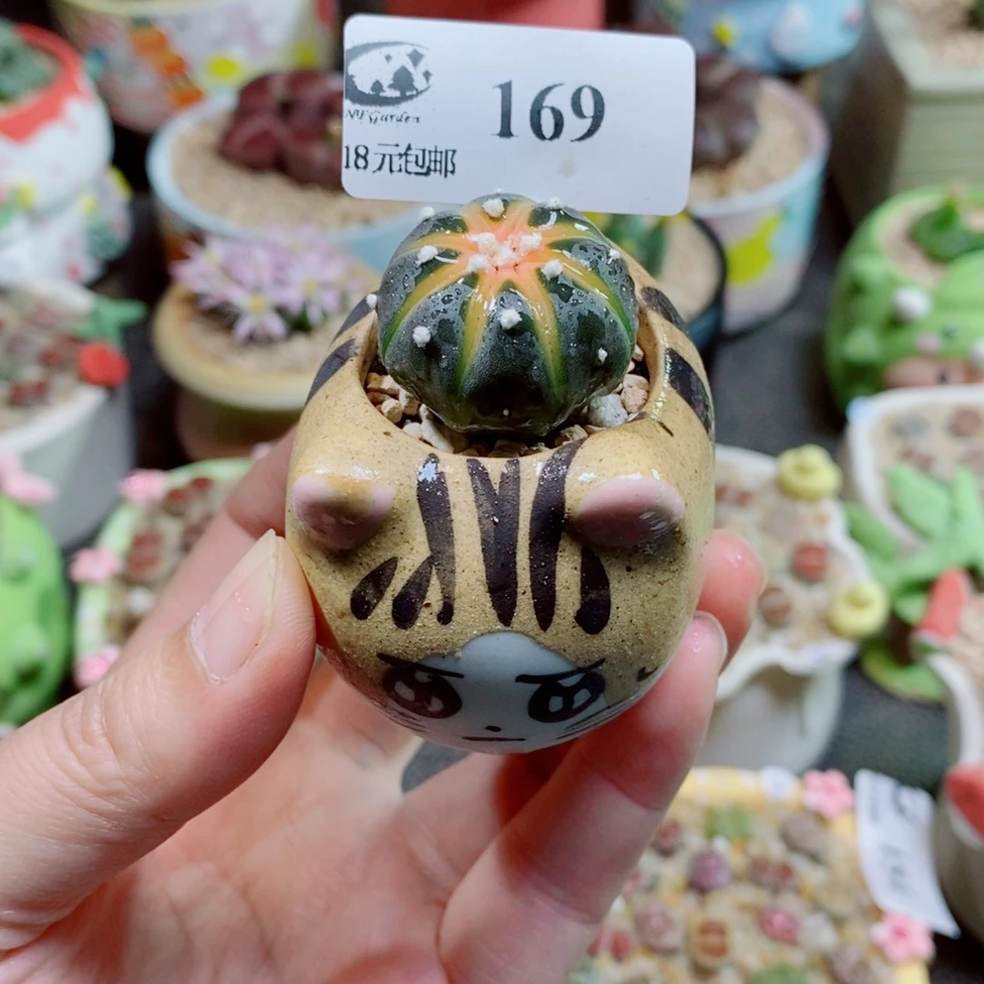 生石花花花花花花169