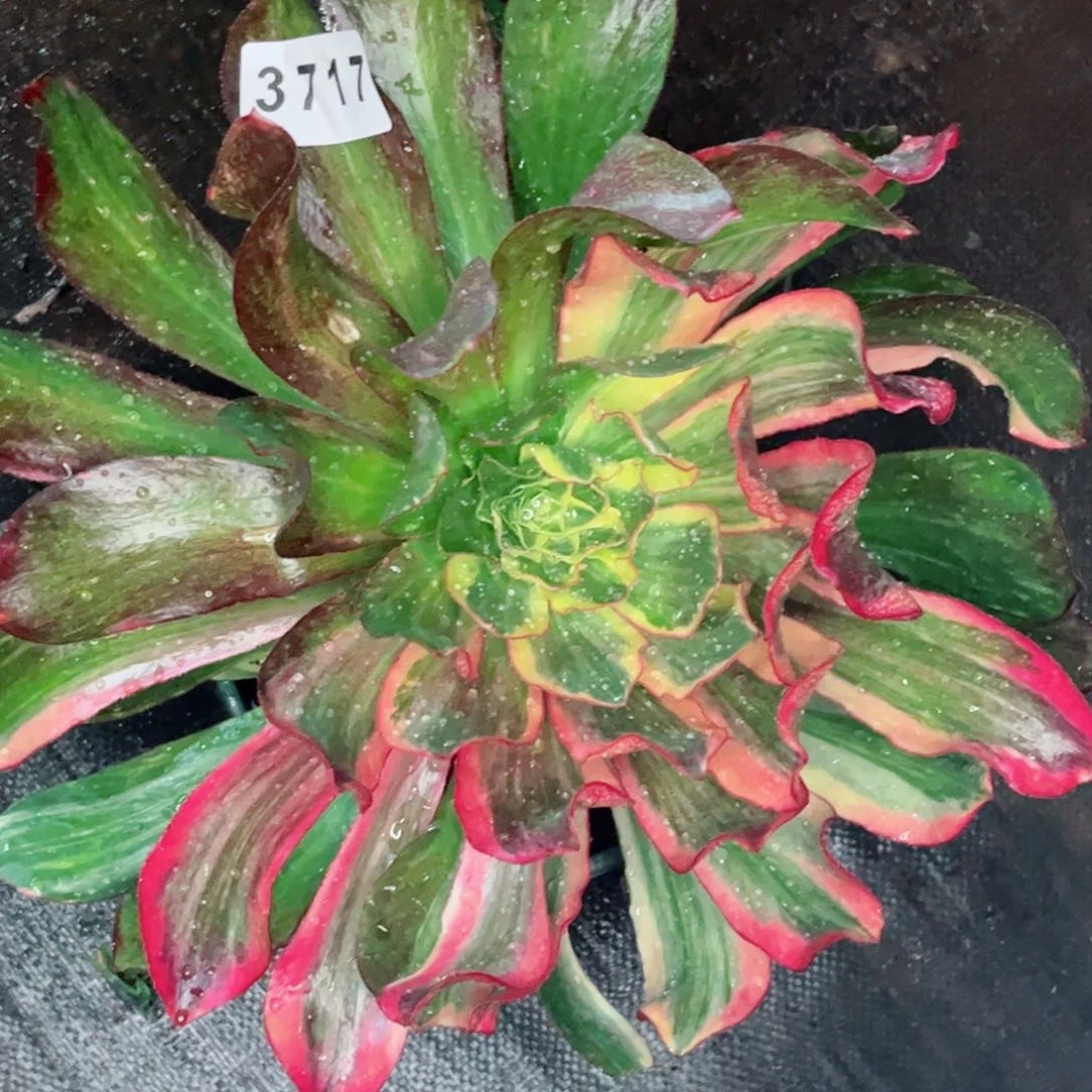 阿*冰七彩多肉发货发货