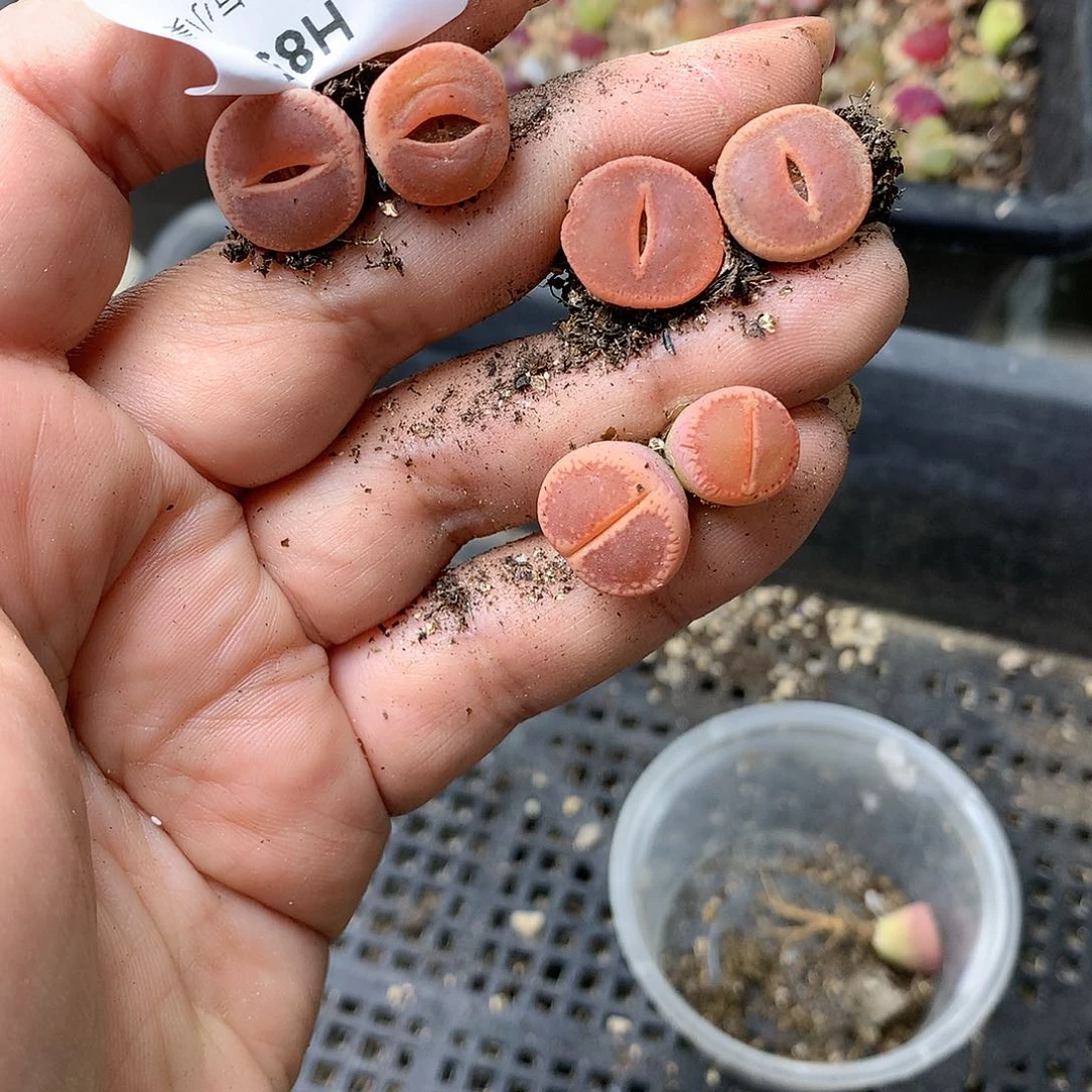 请***洋H85多肉植物保护研究所