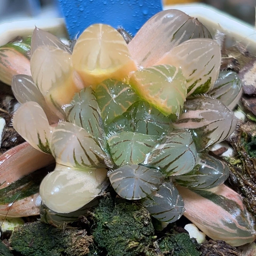 恭喜发财大吉大利612