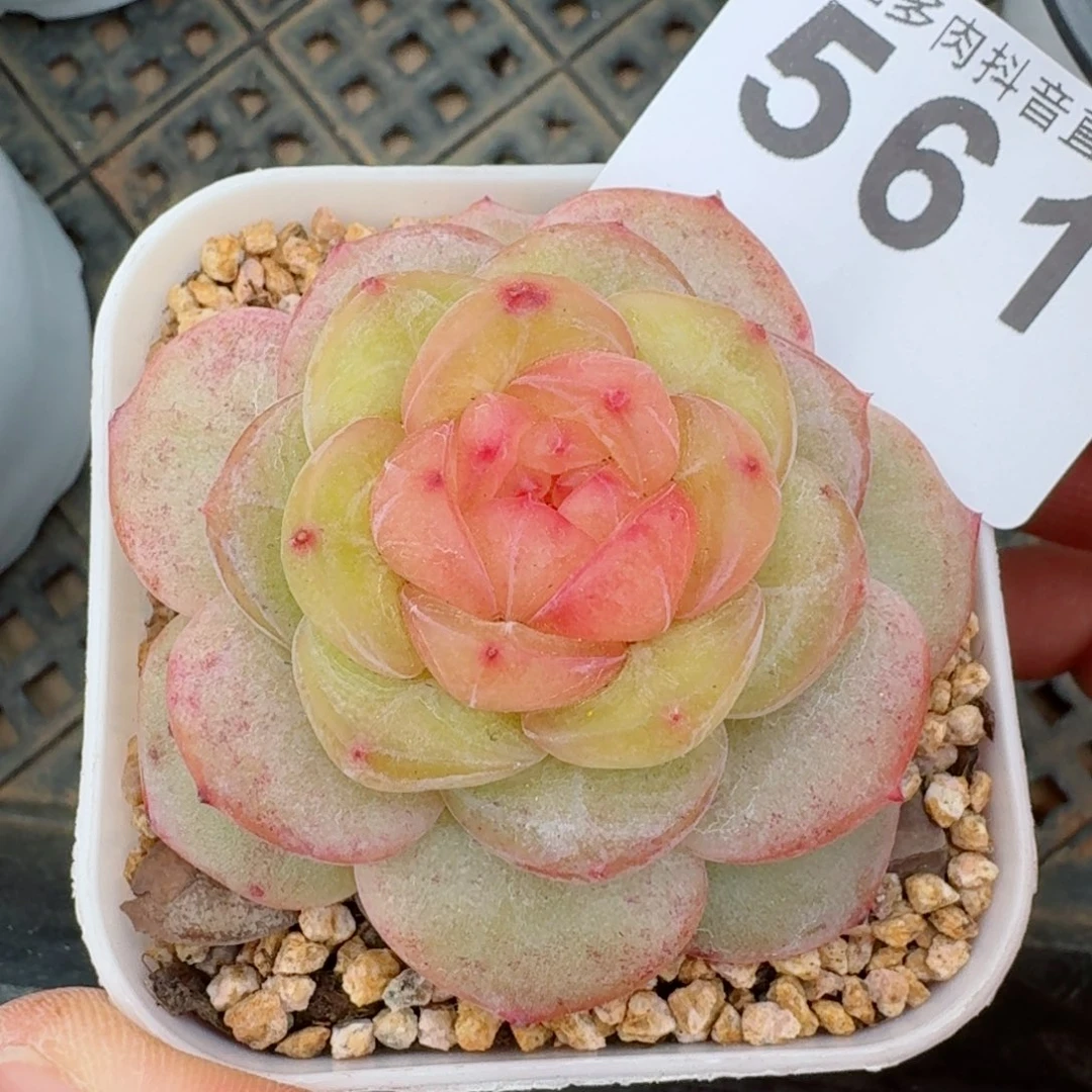 母本珍妮         多肉植物