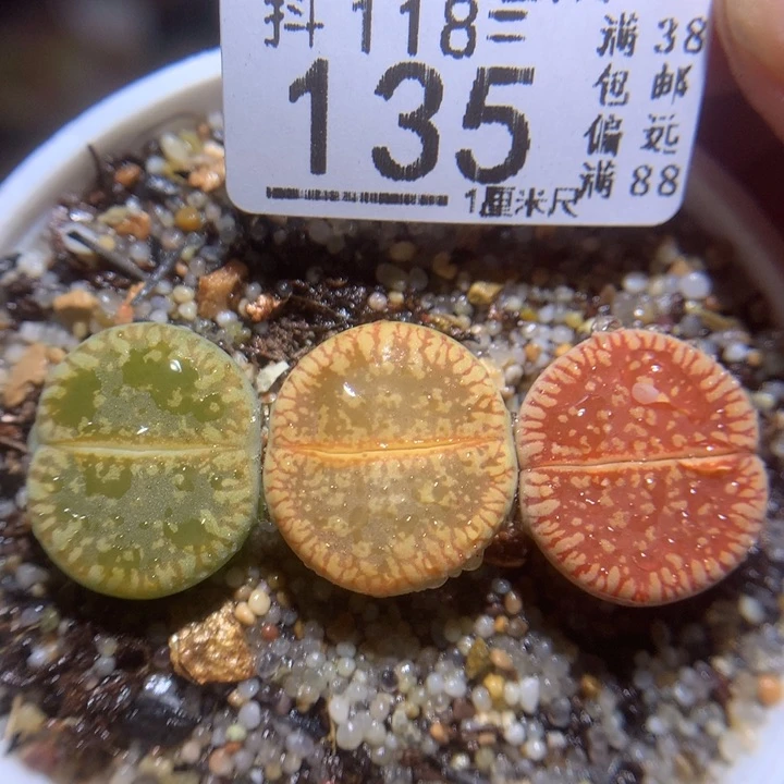 精品生石花118.135