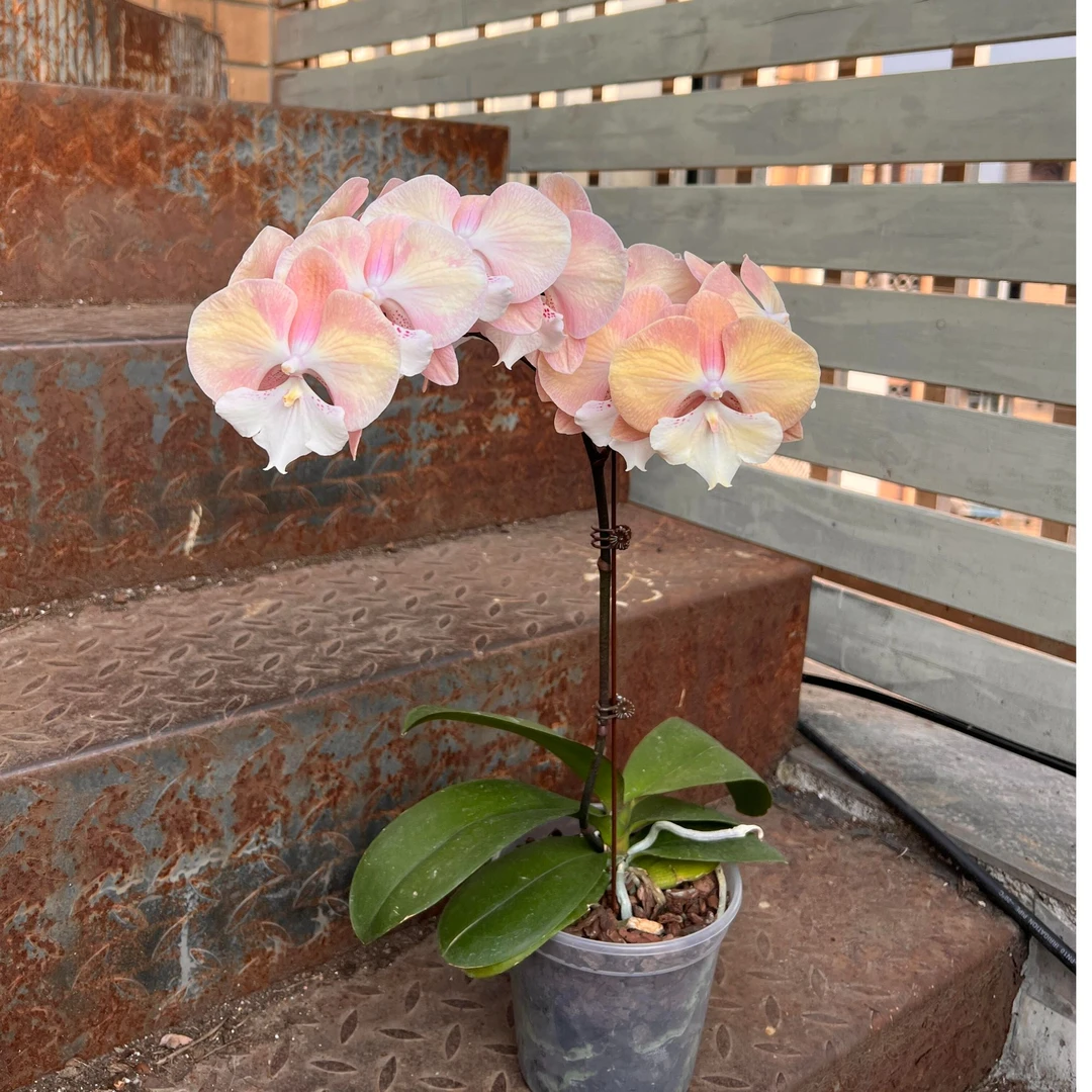 （彩虹独角兽-对版）蝴蝶兰2.8寸瑕疵成熟苗  开花后变色