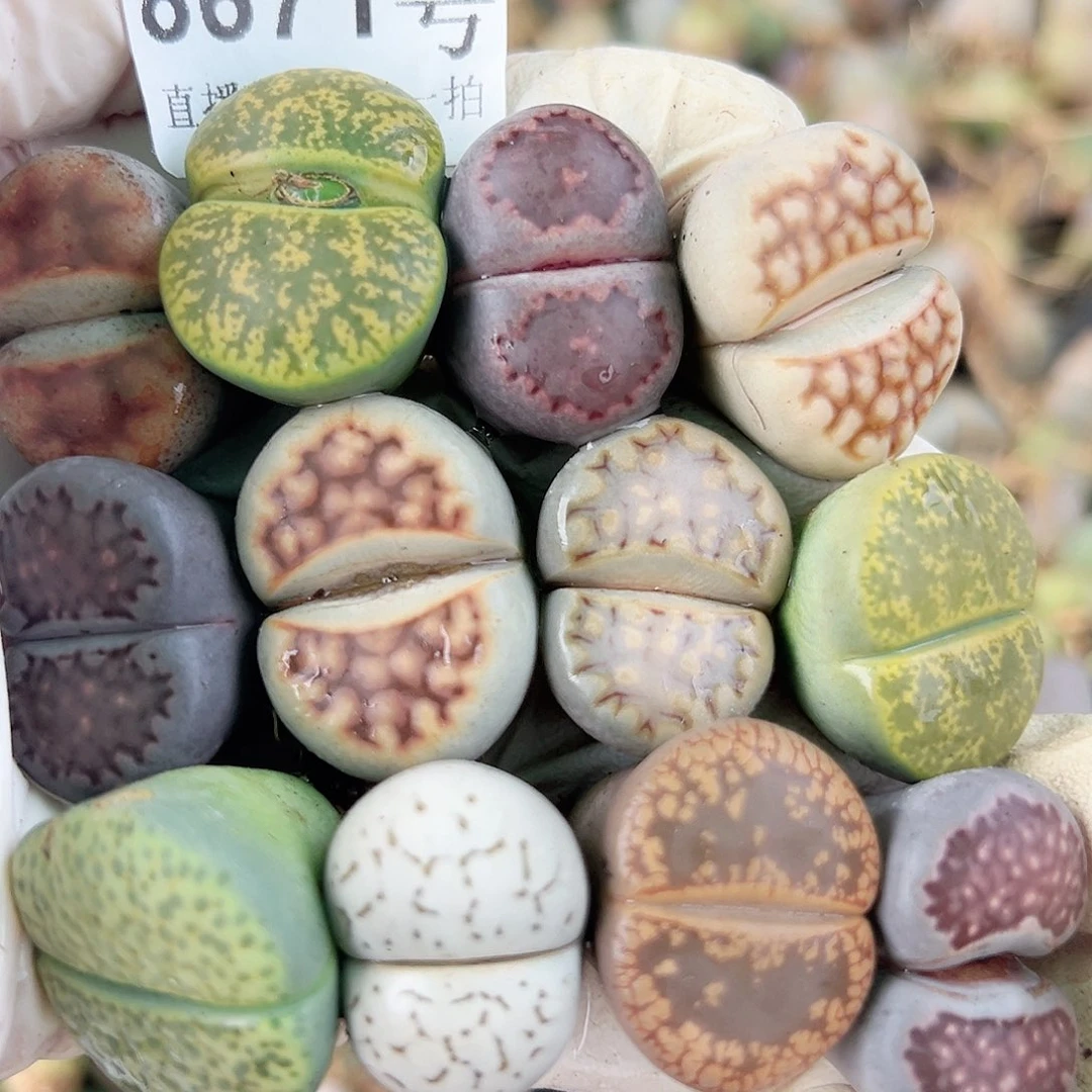 8671 好养易活生石花大母本12个