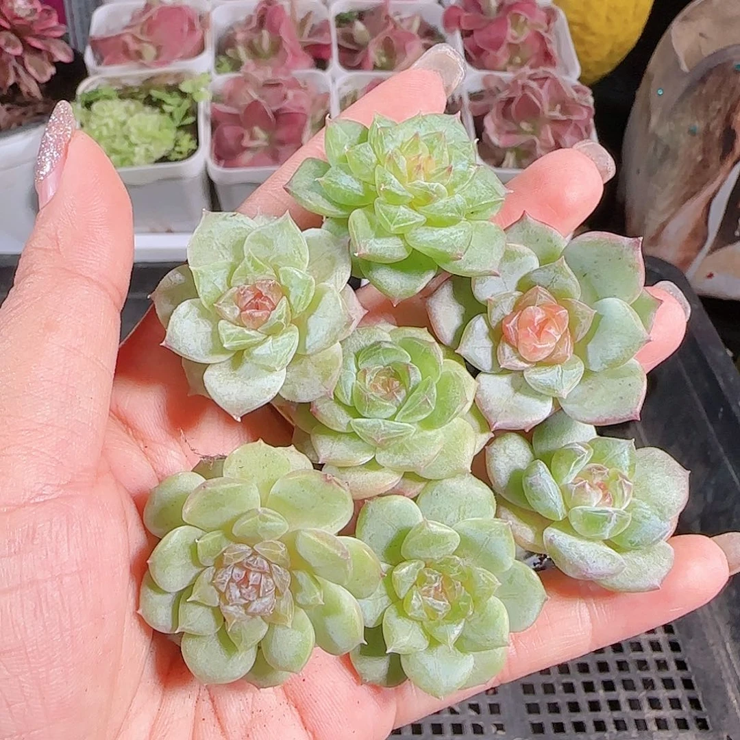 0729---58糖心珍妮