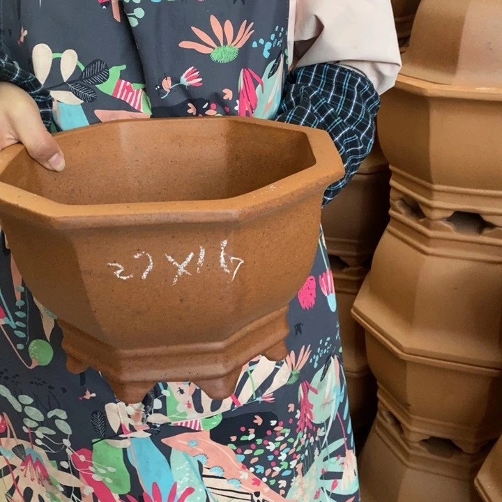 紫砂花盆只顾吃肉而