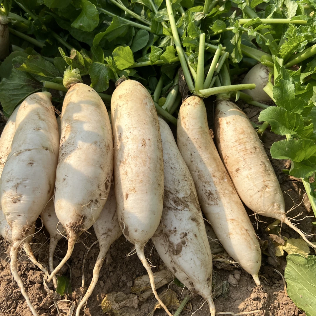 江西赣州信丰水西萝卜湾农家沙地萝卜现拔现发带泥沙发货
