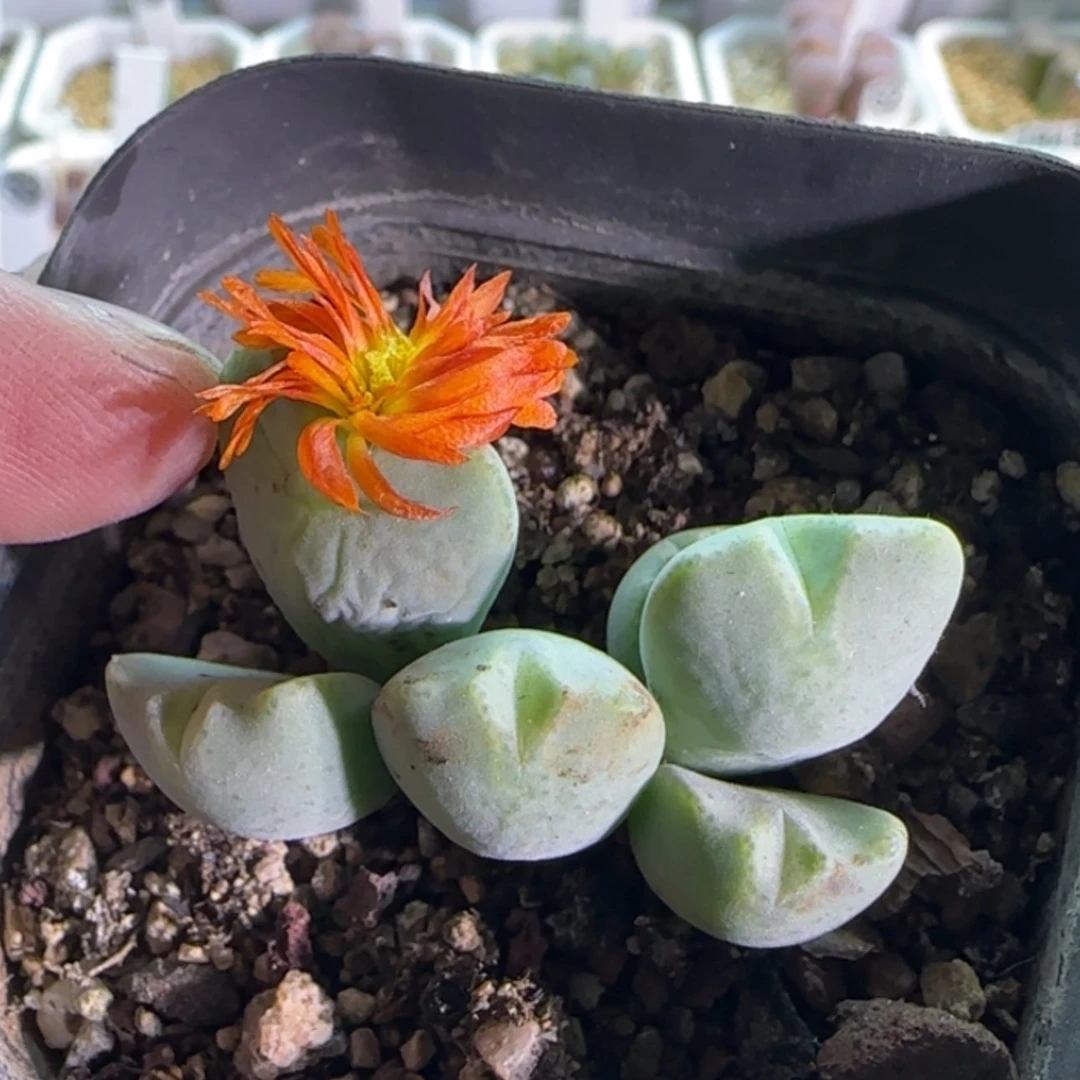 【闪购商品】18686璇花少将