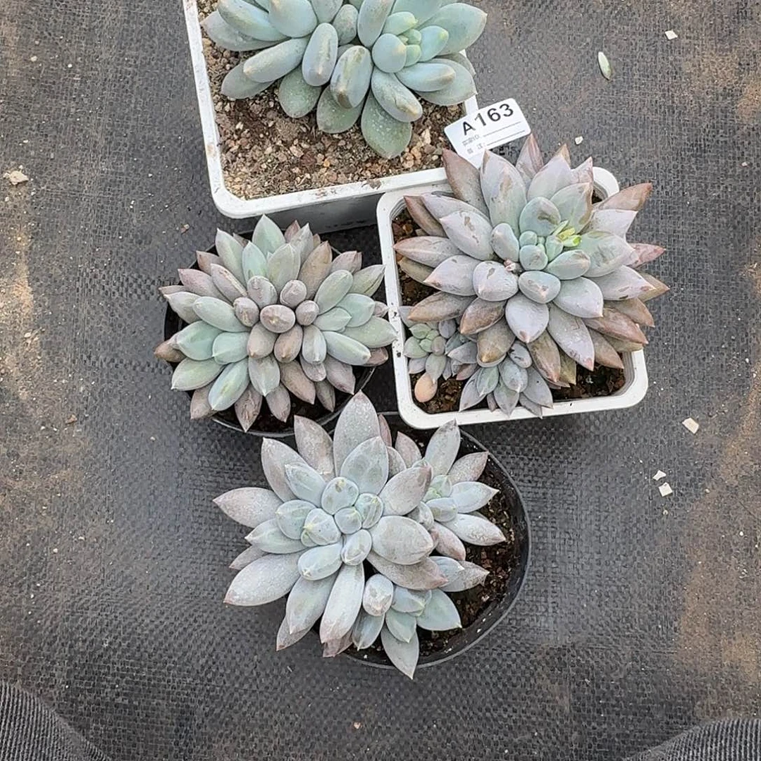 五****A163 售后范围：签收起7天内