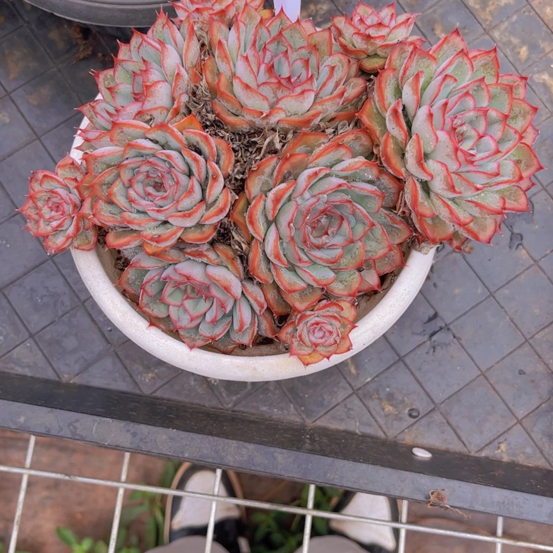 *****猎户座一颗A381一物一拍