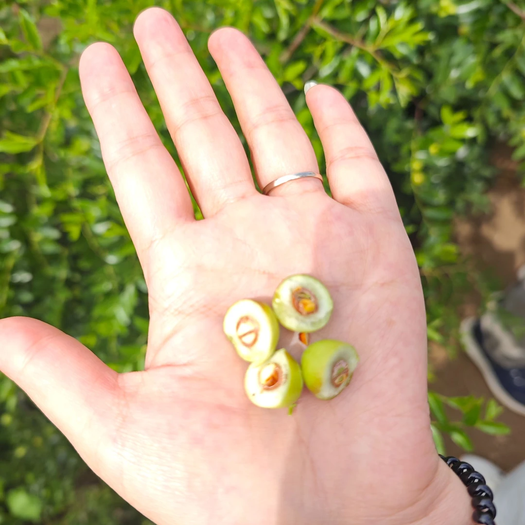 酸枣酸枣树苗晋酸三号酸枣苗枣树双仁酸枣苗营养杯酸枣苗成活率高