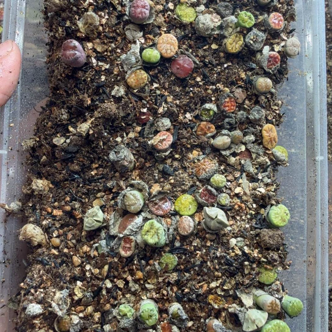 多肉植物的生长发育12