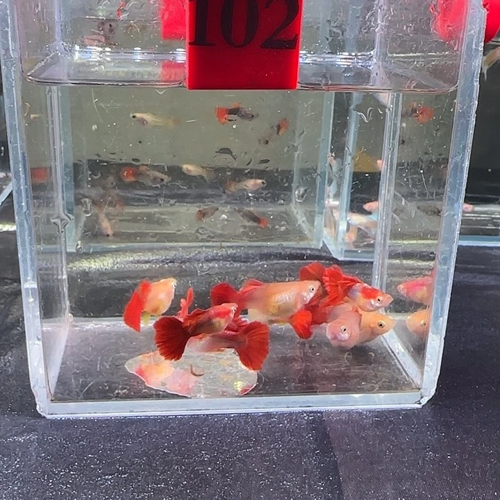 孔雀鱼102号，10条