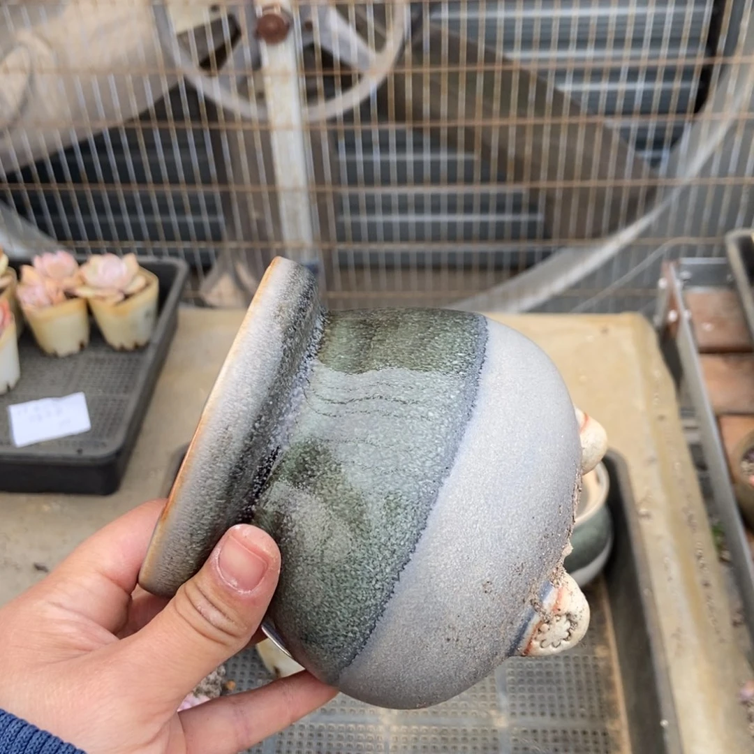 小伦加单花盆一个孤品清仓